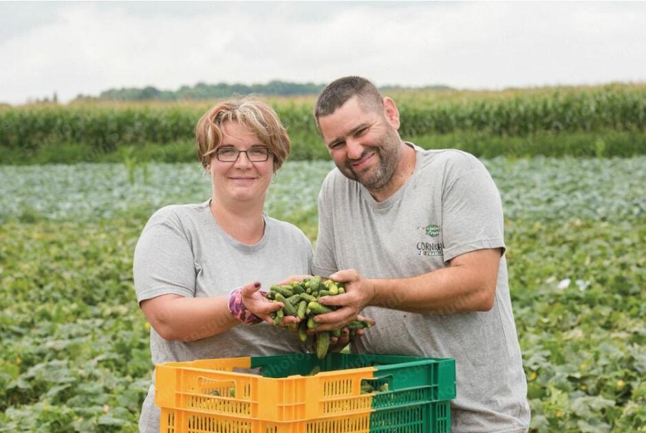 Cornichon français quels volumes records Reitzel prévoitil de