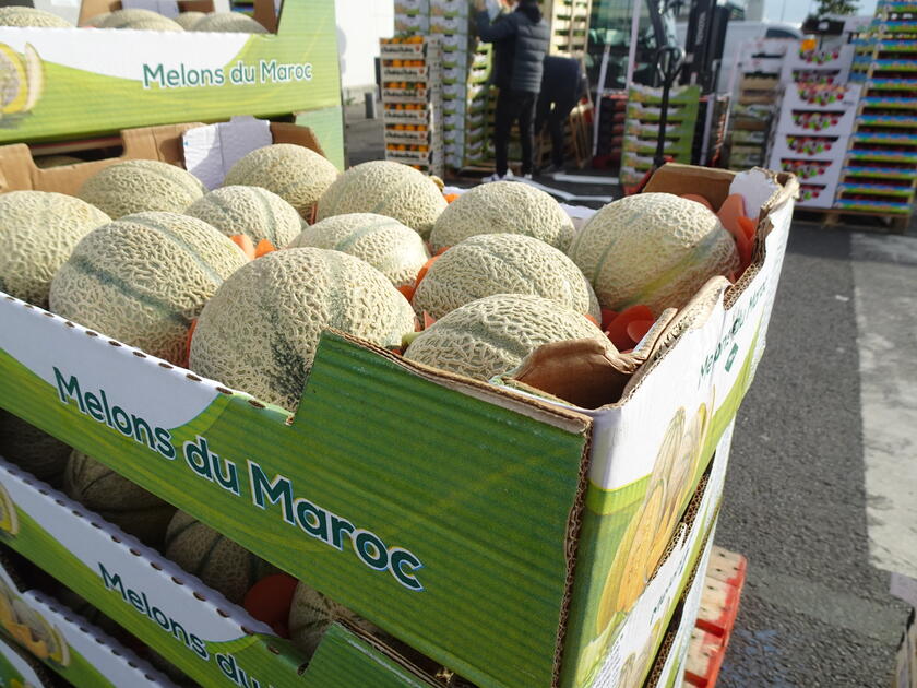 Melon français enfin des anticipations de plantation optimistes