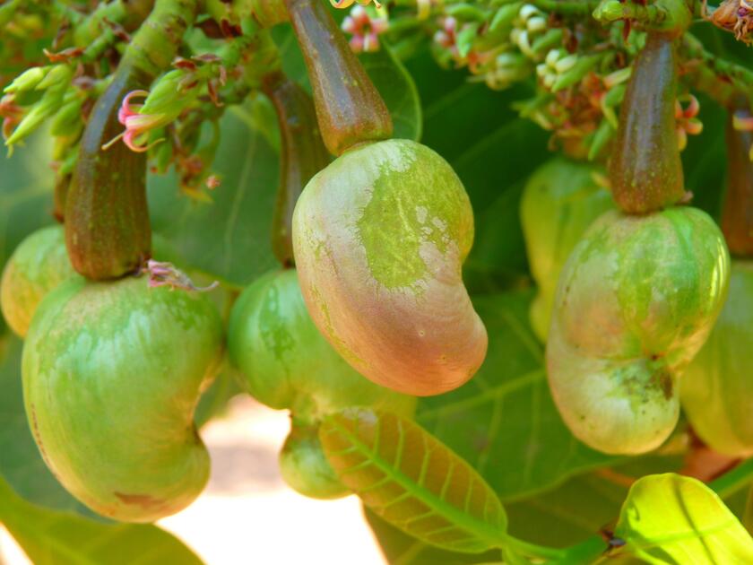 Afrique : peu de transformation de l'anarcade | Réussir fruits & légumes