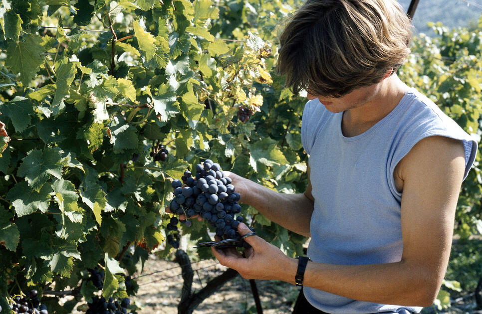 Raisin de table nouvel accord interprofessionnel sur la maturité Réussir fruits & légumes