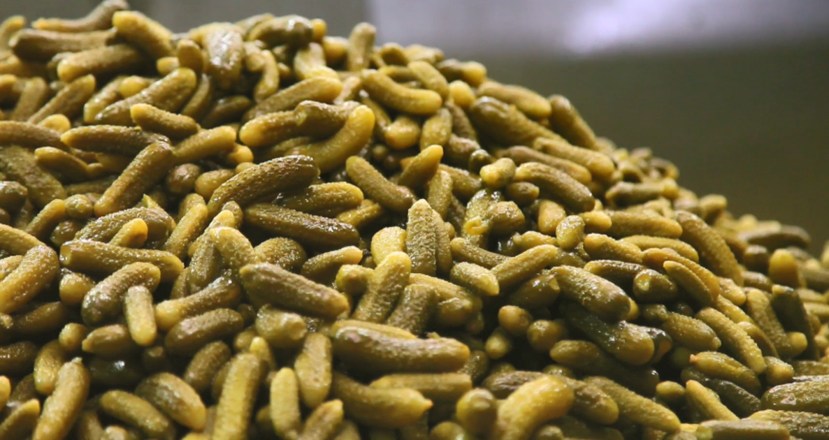 Origine France Cornichon français Reitzel annonce une récolte 2022