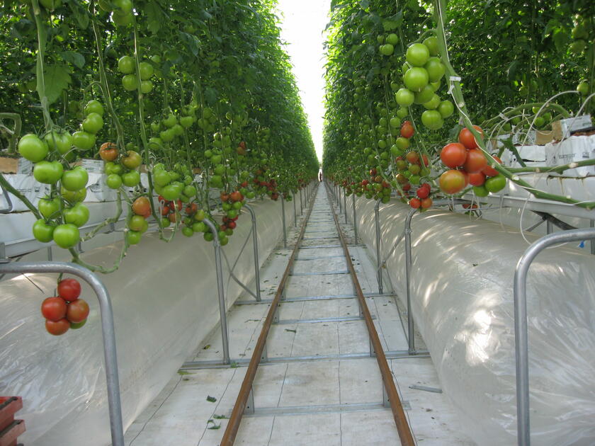 Russie : la production sous serres explose | Réussir fruits & légumes