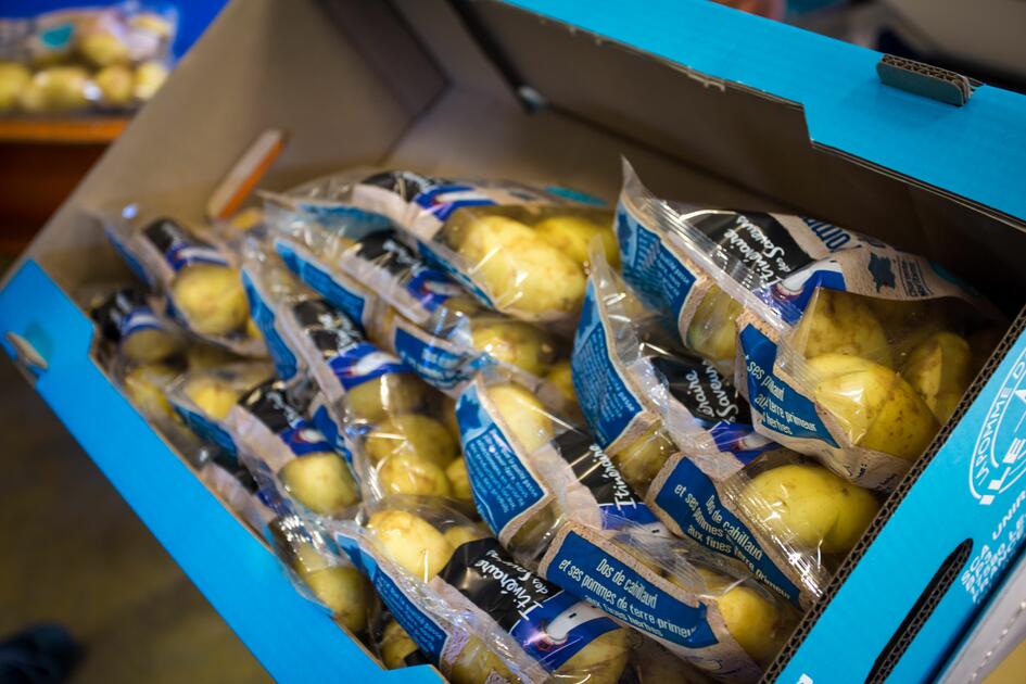 Pomme de terre primeur comment la coopérative Uniré va introduire la