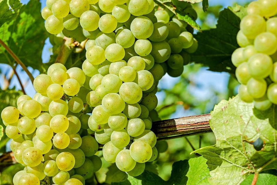 Usda Raisin Raisin de table : cinquième année de hausse de la production mondiale ...