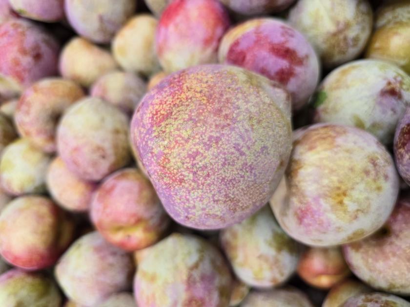 Prune à chair rouge : quel tonnage annonce Lovita pour la récolte 2024 ...