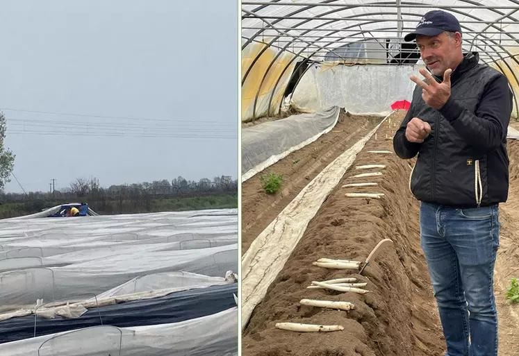 Guillaume Thomas, producteur en Maine-et-Loire et à gauche des saisonniers qui s'affairent à la récolte des asperges. 