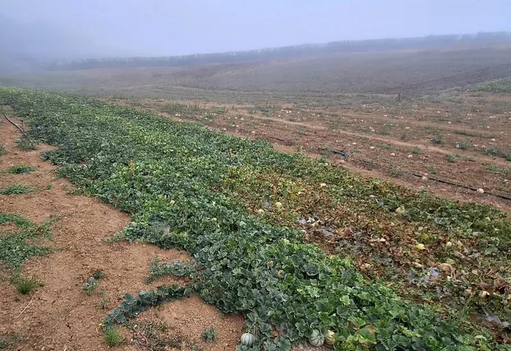 <em class="placeholder">mildiou melon</em>