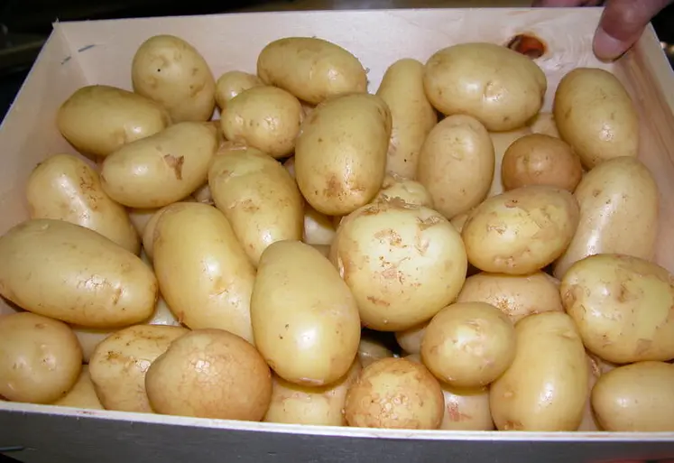 colis de pommes de terre de primeur