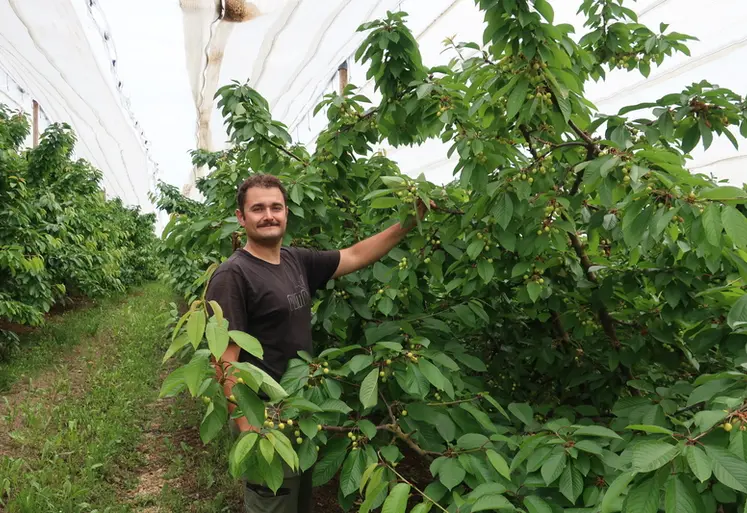 <em class="placeholder">Dimitri Piraud, producteur de cerises dans le Rhône, a installé des vergers 100 % sous couverture intégrale.</em>