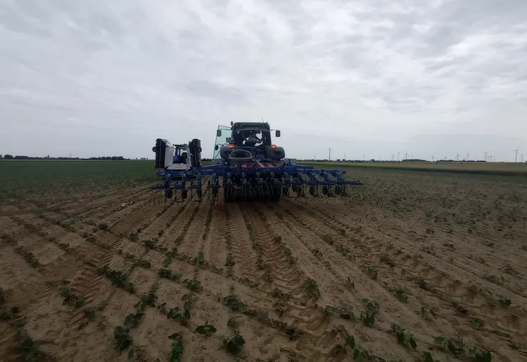 bineuse sur une parcelle de haricots pour l'industrie. hauts-de-france. visite de presse Unilet