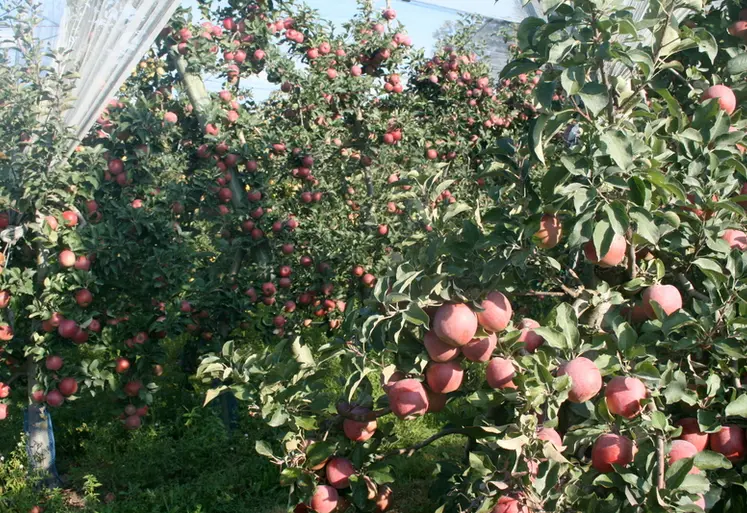<em class="placeholder">Gros plan sur un pommier de pommes Fuji.</em>