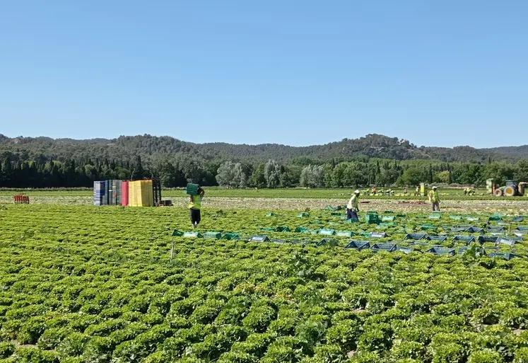 <em class="placeholder">Un champ de salades avec des travailleurs. </em>