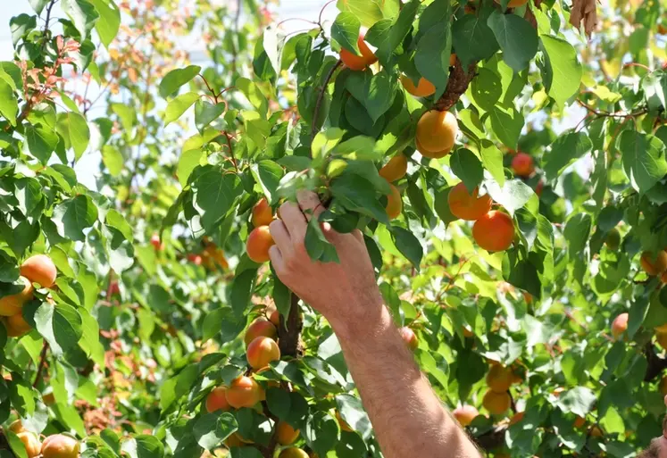 <em class="placeholder">Cueillette d&#039;abricots</em>