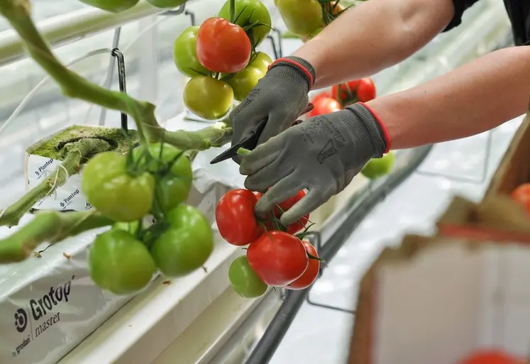 <em class="placeholder">Récolte de tomate dans une serre expérimentale.</em>