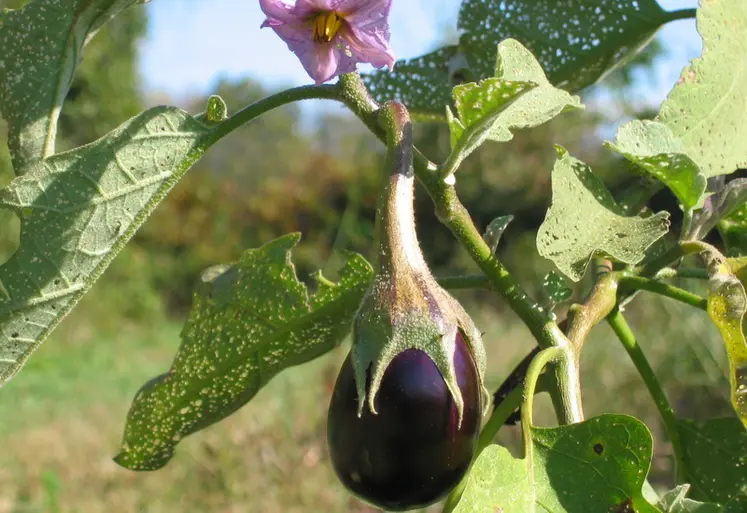 <em class="placeholder">Une aubergine en train de pousser. </em>