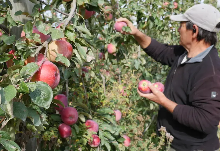 <em class="placeholder">Un homme cueille des pommes biologique Juliet dans un verger. </em>