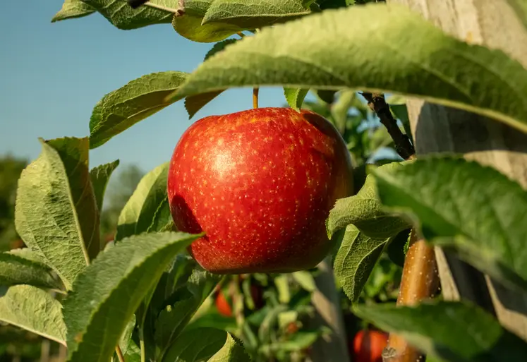 <em class="placeholder">Une pomme hypoallergénique, de la marque Pompur, qui pousse sur son pommier. </em>