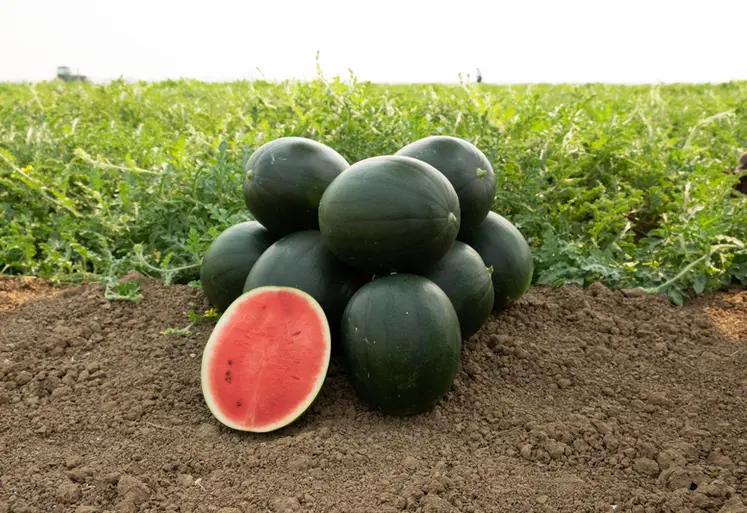 <em class="placeholder">Pastèques de la variété Takemi.</em>