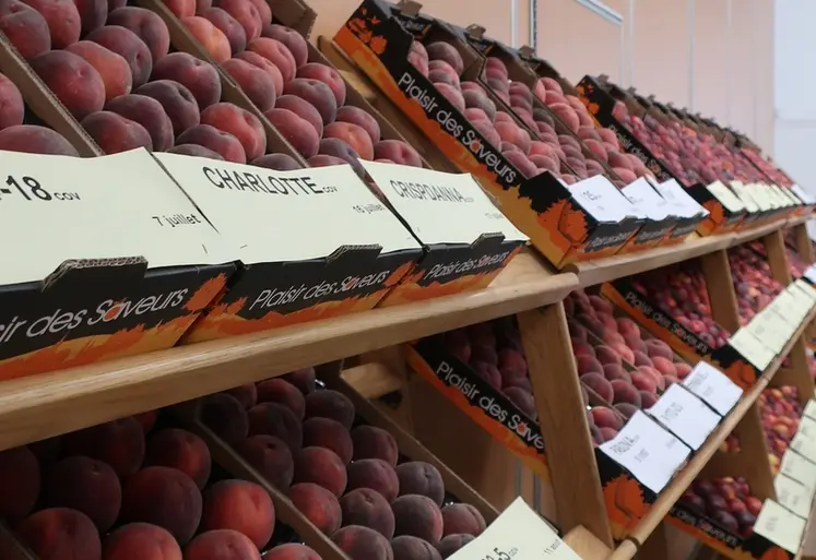 <em class="placeholder">Exposition de nouvelles variétés de pêches présentées au CTIFL à Balandran dans le Gard.</em>