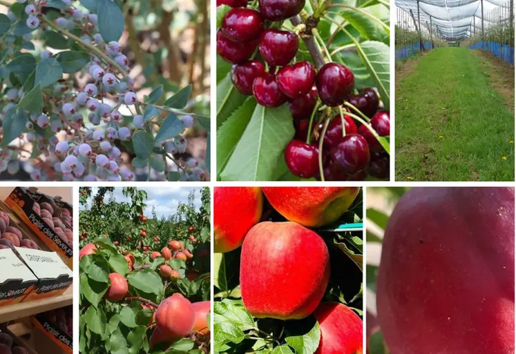 <em class="placeholder">Montage photo représentant des myrtilles, des cerises, un verger de pommes, des pêches en magasins et des pommes sur une branche de pommier. </em>