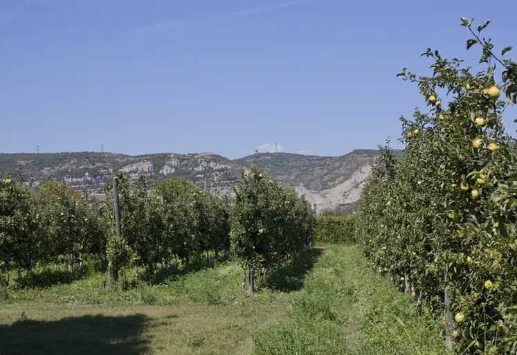 <em class="placeholder">Un verger de pommiers, variété Chantecler. </em>