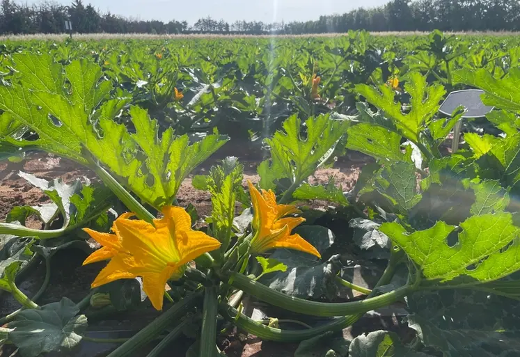 <em class="placeholder">Culture de courgette de plein champ en floraison dans le Gard</em>