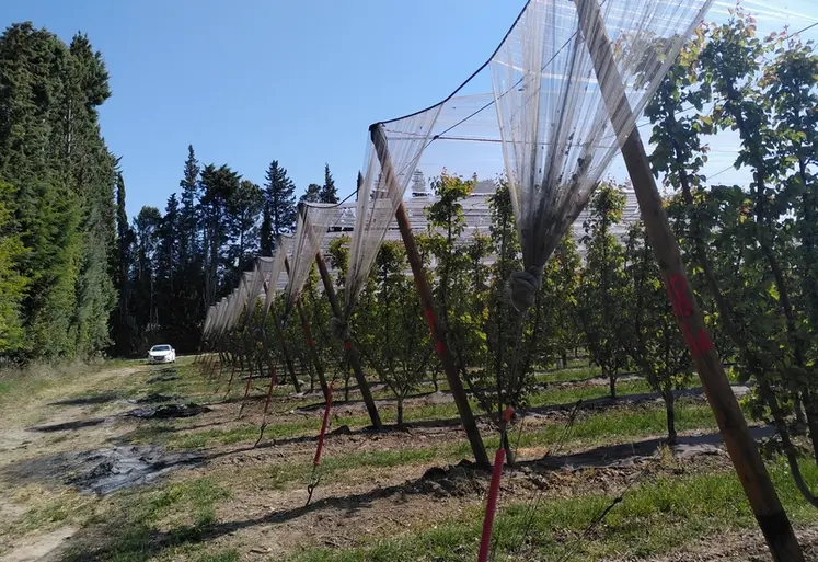 <em class="placeholder">La majorité des vergers en fruits à noyau est conduit en gobelet, qui croît en volume.</em>