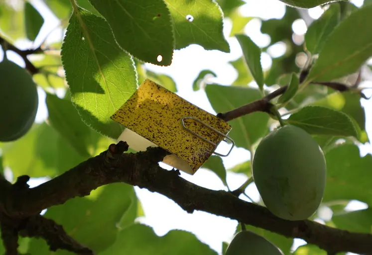 <em class="placeholder">Un papier hydro-sensible dans un verger, pour optimiser les réglages des pulvérisateurs. </em>