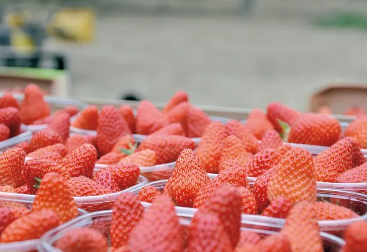 <em class="placeholder">Mise en barquette manuelle de fraises en récolte.</em>