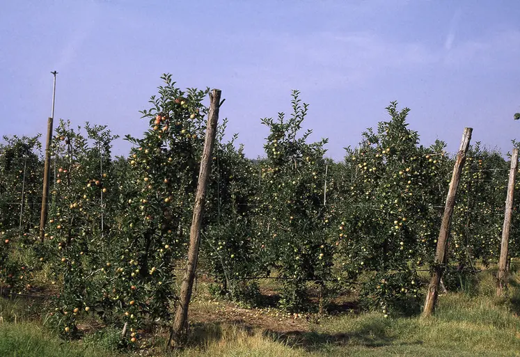<em class="placeholder">Fruits / Arboriculture / Verger de pommiers basses-tiges de la variété Gala</em>