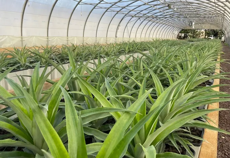 <em class="placeholder">Essai de plantation d'ananas au centre CTIFL de Balandran.</em>