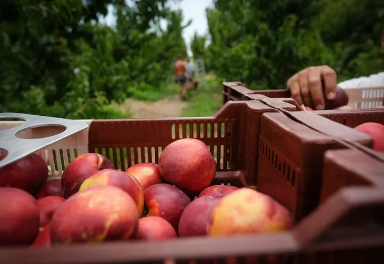<em class="placeholder">Récolte de nectarines dans les Pyrénées-Orientales.</em>
