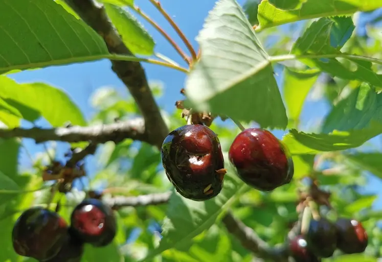 <em class="placeholder">Cerises sur une branche de cerisier où l'on voit des dégâts causés par Drosophila suzukii. </em>