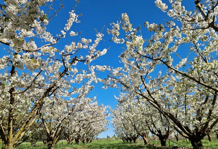 <em class="placeholder">Cerisiers en fleurs</em>