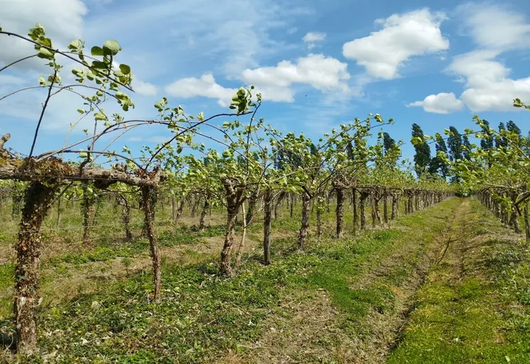 <em class="placeholder">Verger de kiwi à Sablonceaux en Charente-Maritime.</em>