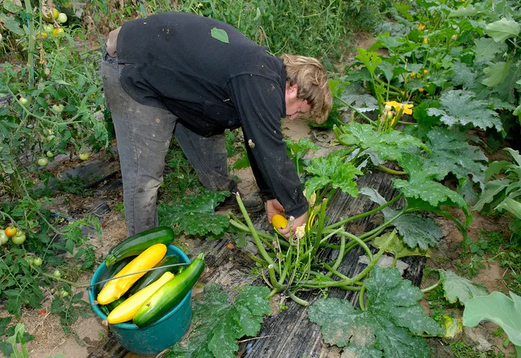 <em class="placeholder">Agriculture bio / Benoit Vivien, agriculteur bio dans le Calvados. / culture maraÃ®chÃ¨re / cueillette de lÃ©gumes sous la serre / rÃ©colte des courgettes / ...</em>