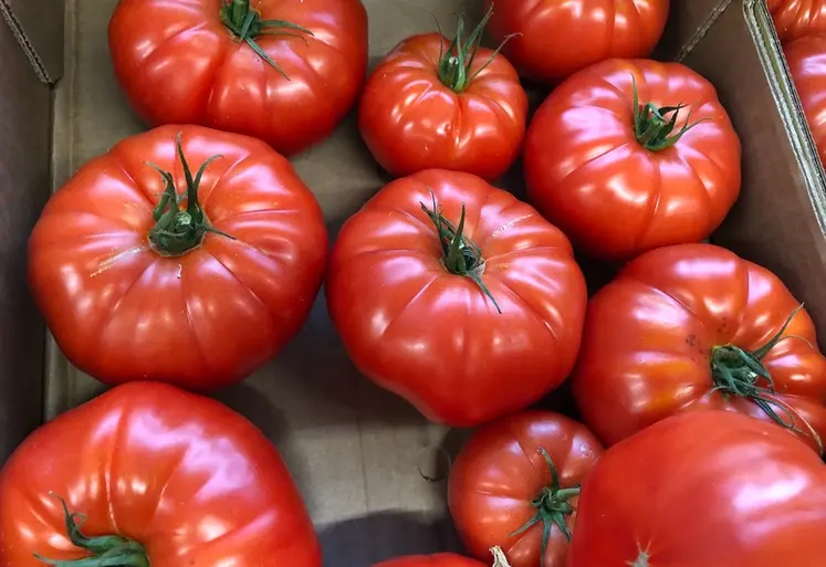 <em class="placeholder">Tomates côtelées dans un magasin de fruits et légumes.</em>
