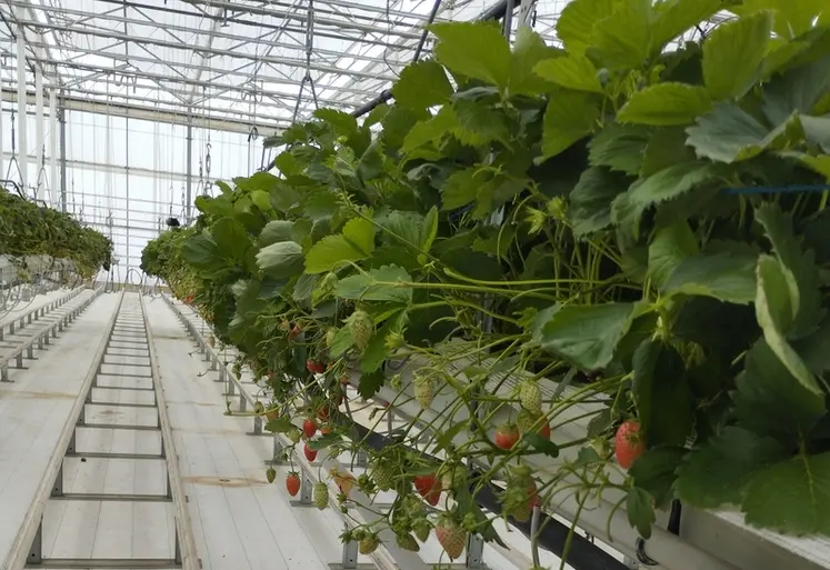 <em class="placeholder">La production de fraises devrait augmenter de 1900 tonnes en 2026, passant de 73 300  à 75 200 tonnes par rapport à 2025.</em>