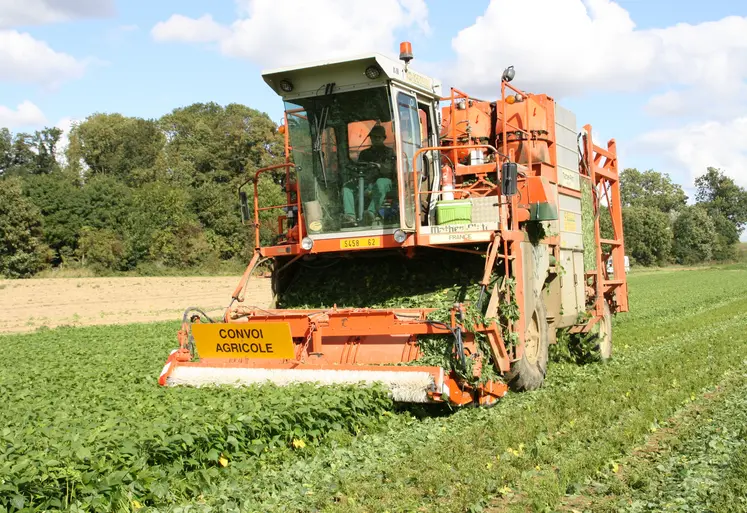 utomotrice pour la récolte des haricots verts et des flageolets. La machine transvide les haricots dans des camions pour un transfert sur la conserverie. Production de légumes de plein champ. Culture de haricot de conserve. Equipement. Panneau convoi agricole.