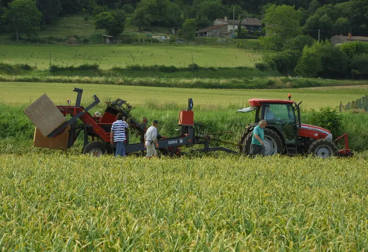 Récolte d'ail français