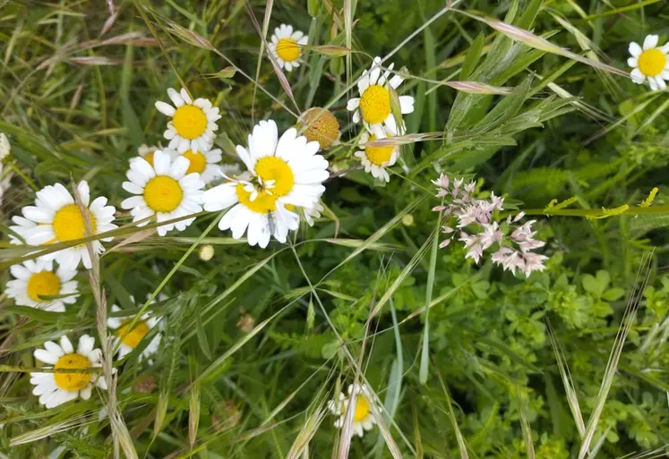 <em class="placeholder">collecte semences végétation sauvage origine locale bande fleurie auxiliaire biodiversité</em>