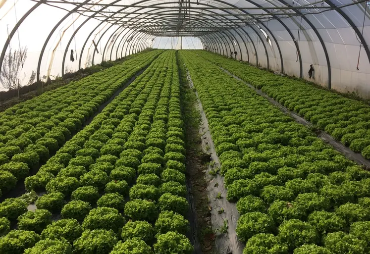 <em class="placeholder">En salade sous abri, les paillages biodégradables permettent tout aussi bien de maîtriser les adventices qu'un paillage polyéthylène.</em>