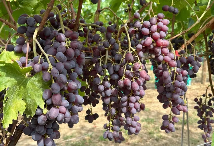 <em class="placeholder">Raisin de variété Firestar</em>