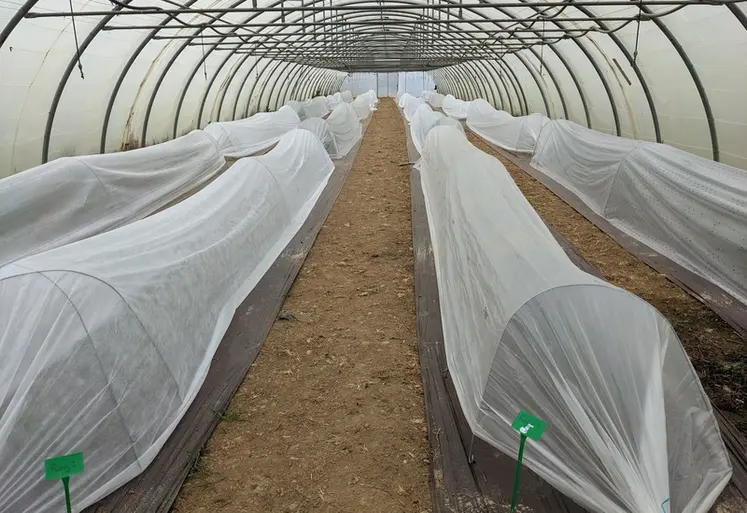 <em class="placeholder">Essai de culture de tomate en tunnel nantais avec voile P17 dans les Pyrénées-Orientales.</em>