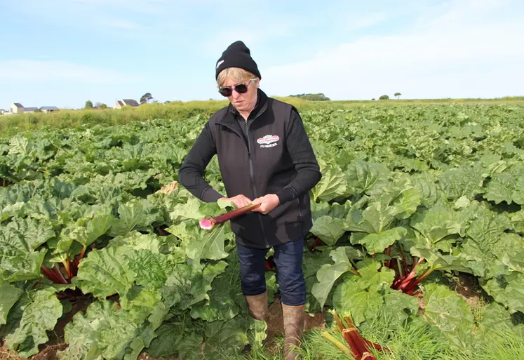 <em class="placeholder">Catherine Mingam, productrice de rhubarbe dans le Finistère.</em>