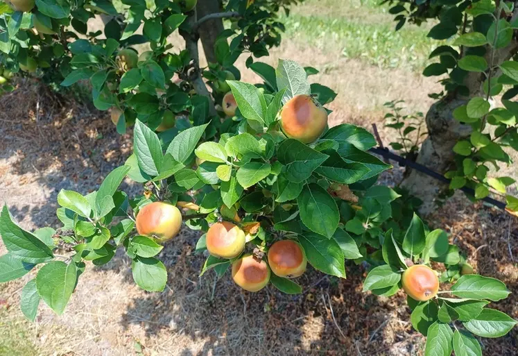 <em class="placeholder">Un pommier en verger avec des pommes brûlé</em>