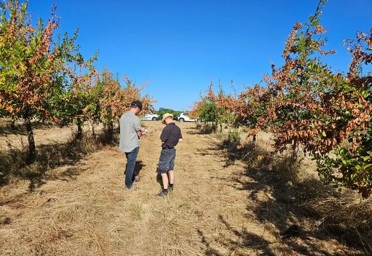 <em class="placeholder">En Dordogne, les vergers de prune, pomme, poire et noix ont particulièrement été touchés par les vagues successives de fortes chaleurs.</em>