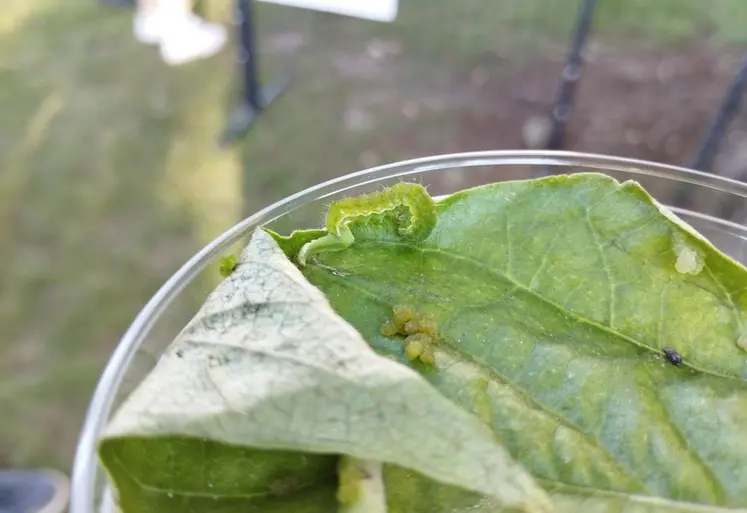 <em class="placeholder">chenille phytophage légumes fruits lépidoptère papillon ravageur</em>