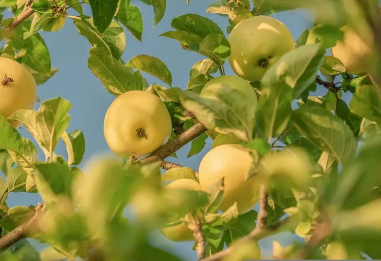 Branche de pommier avec des pommes jaunes. 