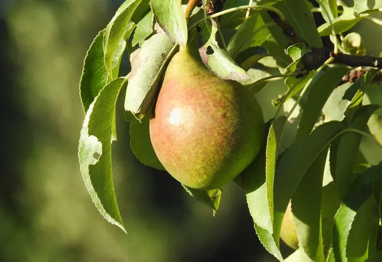 Photo de poire verte et marron sur une branche de poirier.